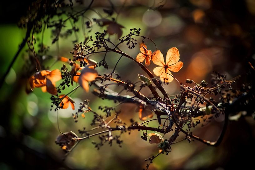 First rays of sunshine in spring by Marlika Art