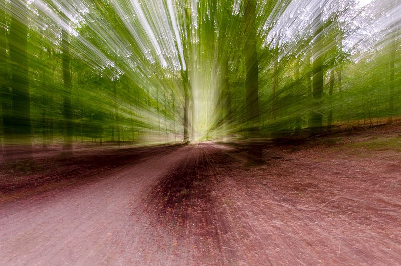 Zoomscape Veluwe Forest I by Sean Vos