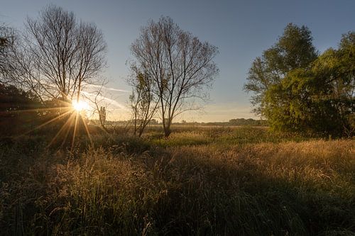 Zonnester in natuurreservaat