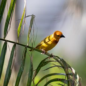 Webervogel, Ploceidae, Widahfinken beim Nestbau von Fotos by Jan Wehnert