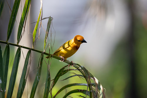 Wevervogel, Ploceidae, Widahvinken die een nest bouwen