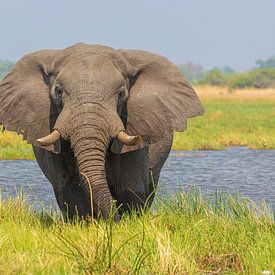 Elephant in the Okavango delta by Chris Stenger