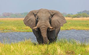 Éléphant dans le delta de l'Okavango