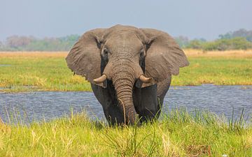 Olifant in de Okavango delta van Chris Stenger