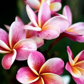De frangipani of pumeria bloem, een roze-gele droom van Fotos by Jan Wehnert