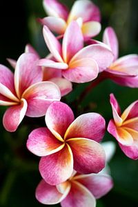 Die Frangipani oder Pumeria Blüte, ein rosa gelber Traum