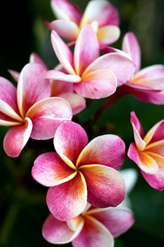 De frangipani of pumeria bloem, een roze-gele droom