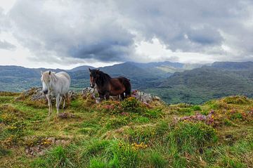 Twee paarden in Ierland.