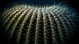 Cactus boule de Dieu - Gros plan