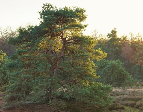 Echtenerzand - Ruinen - Drenthe (Nederland)