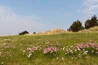 Engels gras kleurt het duinlandschap van Vlieland in het voorjaar roze van Marijke van Eijkeren thumbnail