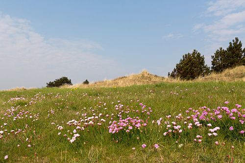 Engels gras kleurt het duinlandschap van Vlieland in het voorjaar roze