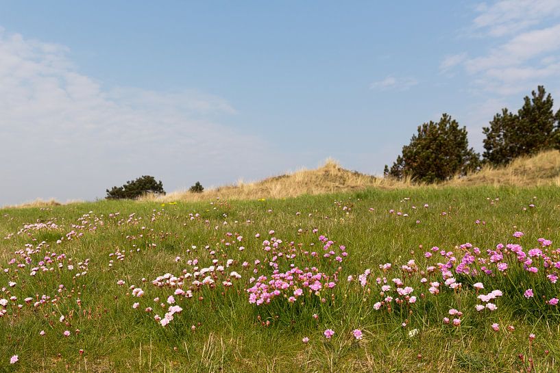 Engels gras kleurt het duinlandschap van Vlieland in het voorjaar roze von Marijke van Eijkeren