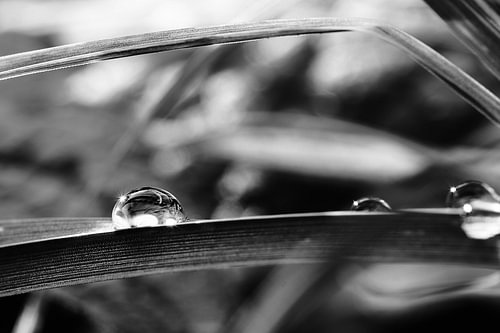 Raindrops