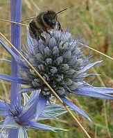 Bzzzz