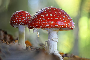 Der schönste Pilz der Niederlande