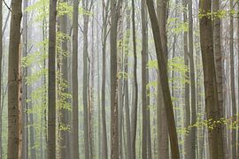 Hallerbos. by Patrick Brouwers