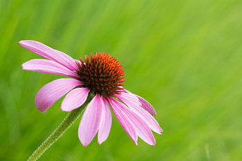 Eenzame roze  bloem
