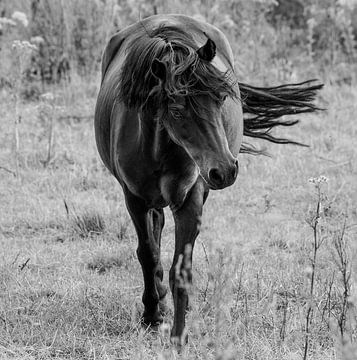 grote zwarte paard die dichterbij komt van Enrique De Corral