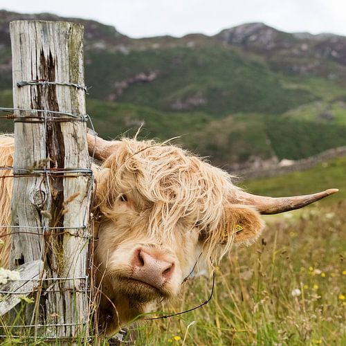 Schottischer Highlander in Schottland sagt kiekeboe!