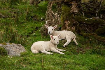 Deux agneaux sur l'île de Skye