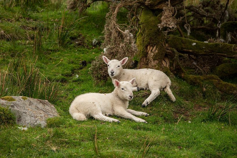 Zwei Lämmer auf der Isle of Skye von Martin Steiner
