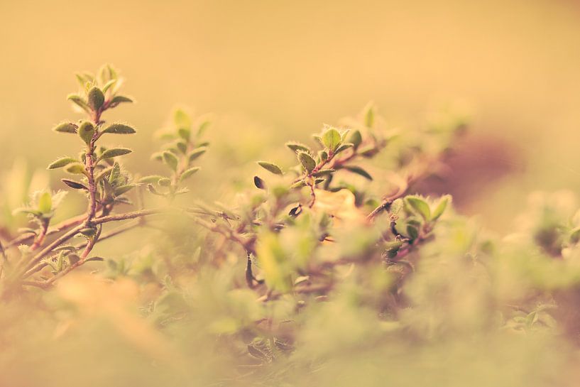 So small, oh so small.  by Robert Wiggers