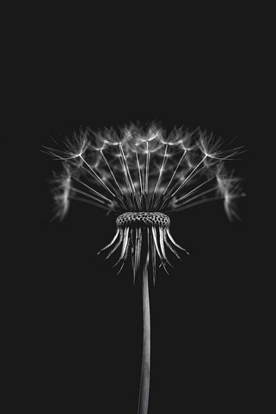 Dandelion in black and white (panel 2) by Elianne van Turennout