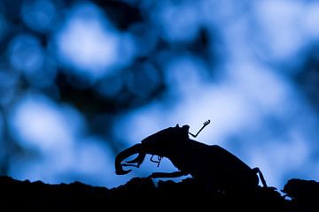 Käfer von Hennie Zeij