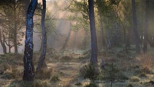 Morning Forest by YvePhotography