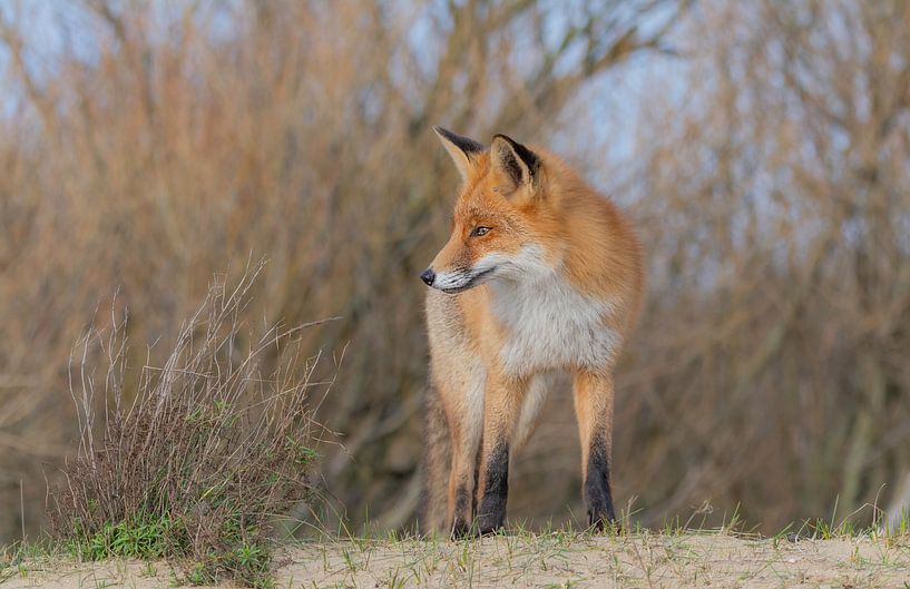 Fox von Anna Stelloo