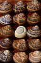 Coquilles d'escargots vides par Ulrike Leone Aperçu