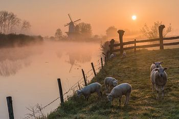 Moulin de Vlinder par un matin brumeux dans la Betuwe