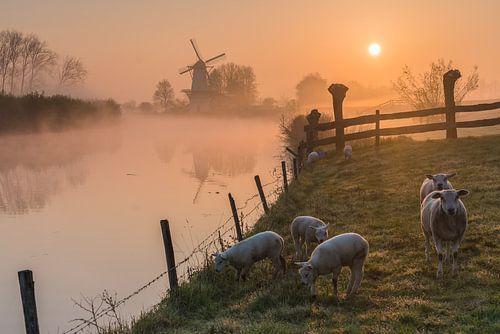 Mill de Vlinder on a misty morning in the Betuwe