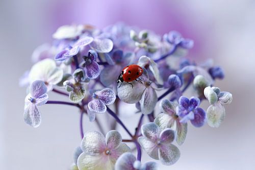 Rouge, bleu et violet