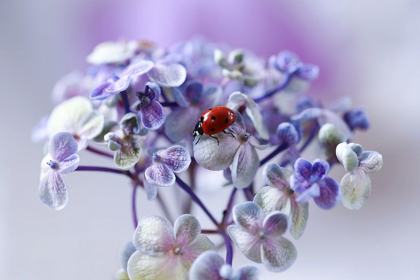 Red, blue and purple by Ellen van Deelen