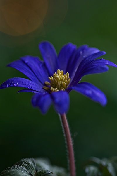 anemone spring is coming by Lindy Schenk-Smit