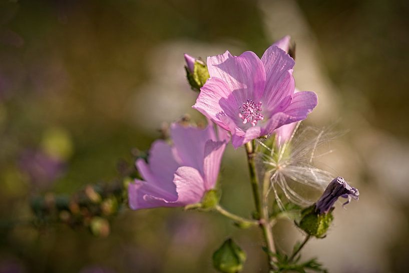 Geranium by Rob Boon