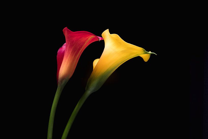 Calla (Zantedeschia) van eric van der eijk