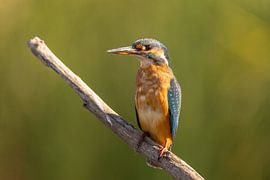 Eisvogel, Alcedo atthis