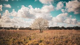 in the Middel von thePhilograph