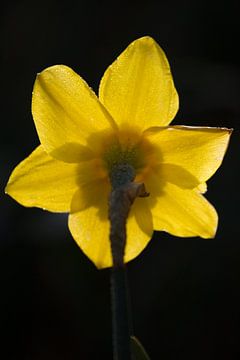 Narcis tegen donkere achtergrond