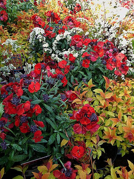 Early Flower Display by Dorothy Berry-Lound