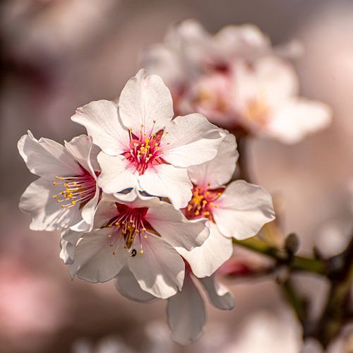 Frühlingserwachen Kirschblüte