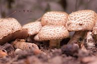 paddenstoelen dorp van Tania Perneel thumbnail