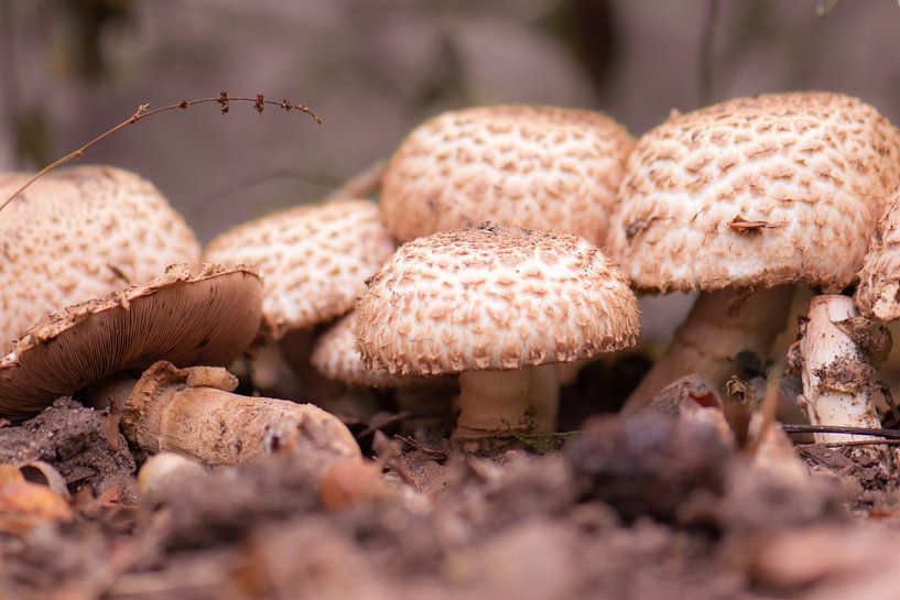 paddenstoelen dorp van Tania Perneel