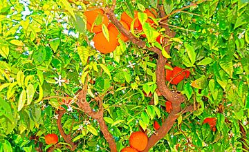 sinaasappelboom van Leopold Brix