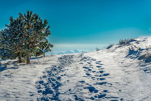 Winter Wonder Land où aller