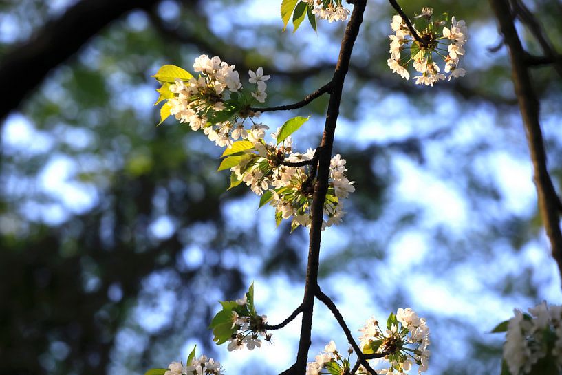 Floraison par Thomas Jäger