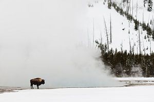 Amerikaanse bizon,  Bison bison van Caroline Piek
